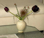 Sorte tulipaner,  Foto: Annette P�stegaard